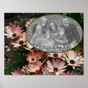Pink African Daisy Frame erstellen Sie Ihr eigenes Poster