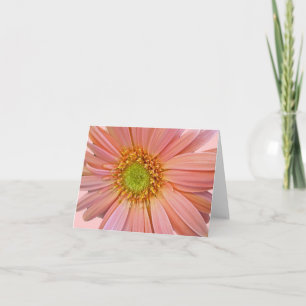 Pink African Daisy Note Card Karte