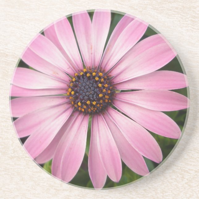 Pink African Daisy Untersetzer (Vorne)