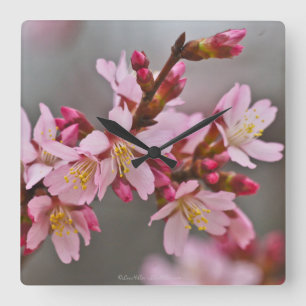 Pink Against A Gray Sky Japanese Cherry Blossoms Quadratische Wanduhr
