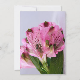Pink Alstroemeria-4 Einladung