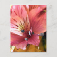 Pink Alstroemeria Blume Lilies Blume Foto