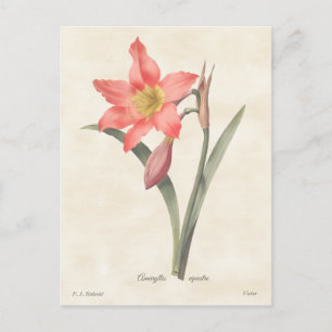 Pink Amaryllis Vintag Botanische Illustration Postkarte