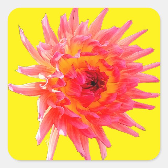 Pink and yellow flower quadratischer aufkleber (Vorderseite)