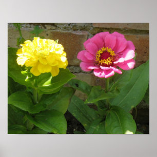 Pink and Yellow Zinnias Print Poster