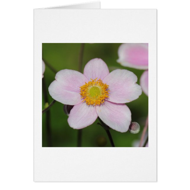 Pink Anemone (Vorne)