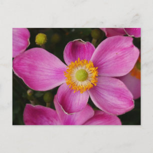 Pink Anemone Blume Postkarte