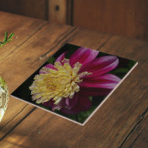 Pink Anemone Dahlia Bloom Floral