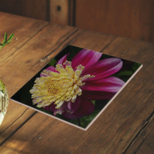 Pink Anemone Dahlia Bloom Floral Fliese