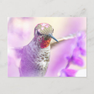 Pink Anna's Hummingbird fliegt über violette Blume Postkarte