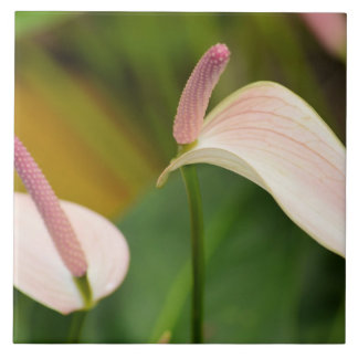 Pink Anthurium Blume Kauai Hawaii Fliese