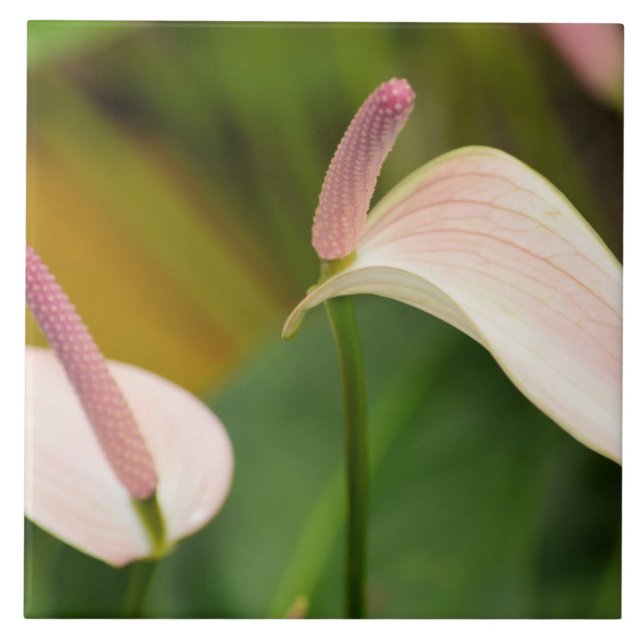 Pink Anthurium Blume Kauai Hawaii Fliese (Vorderseite)