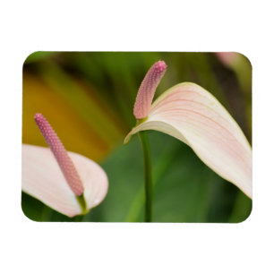 Pink Anthurium Blume Kauai Hawaii Magnet
