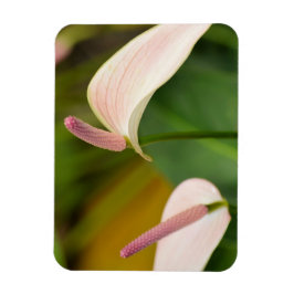 Pink Anthurium Blume Kauai Hawaii Magnet