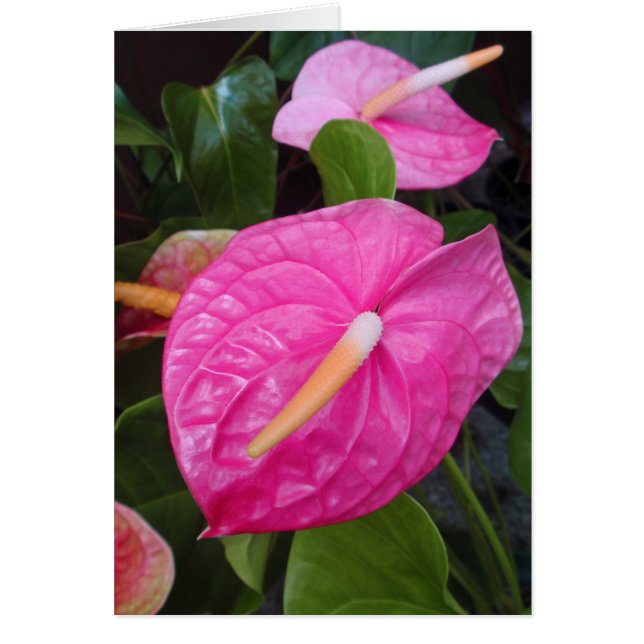 Pink Anthuriums (Vorne)