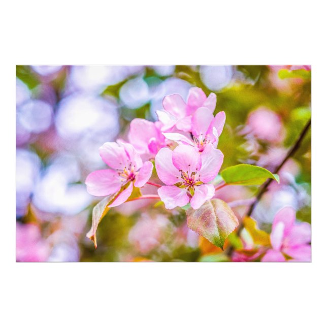 Pink Apple Blossom Fotodruck (Vorne)