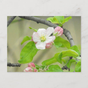 Pink Apple Blossom Postkarte