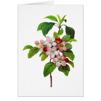 Pink Apple Blüten von Pierre Jopseph Redoute