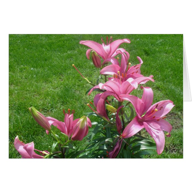 Pink Asiatic Lilies Card (Vorderseite (Horizontal))
