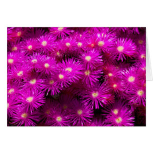 Pink-Aster-Blume