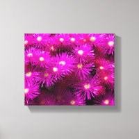Pink-Aster-Blume