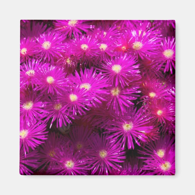 Pink-Aster-Blume Magnet (Vorne)
