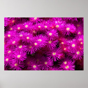 Pink-Aster-Blume Poster