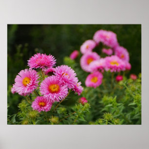 Pink Aster Blumen Poster