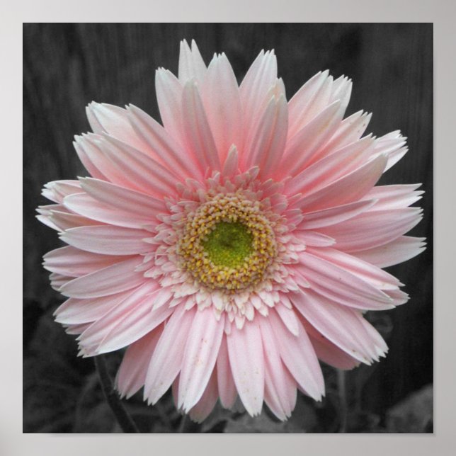 Pink Aster Poster 12x12 (Vorne)