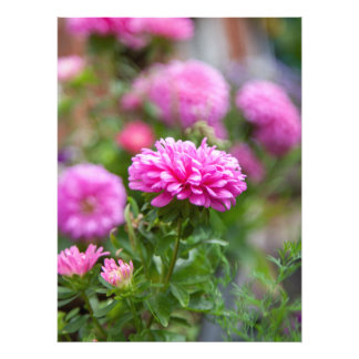 Pink Asters-Blume Fotodruck