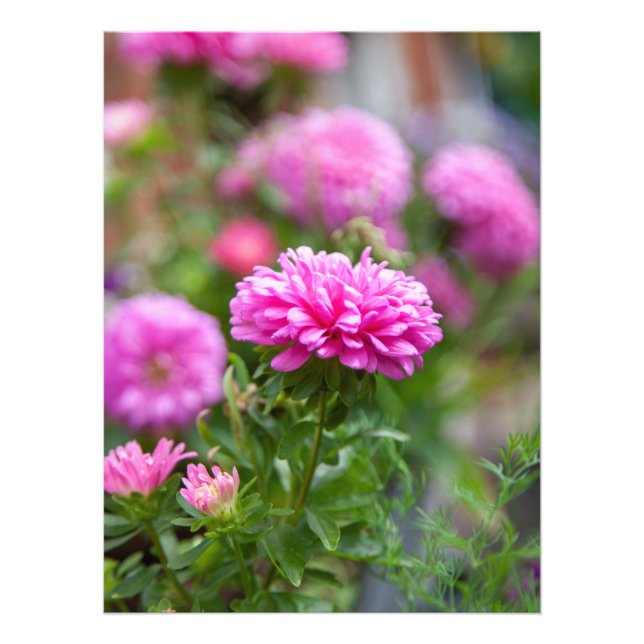 Pink Asters-Blume Fotodruck (Vorne)