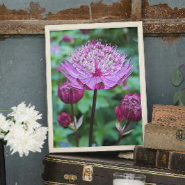 Pink Astrantia Bloom Floral Fotodruck