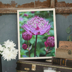 Pink Astrantia Bloom Floral Fotodruck