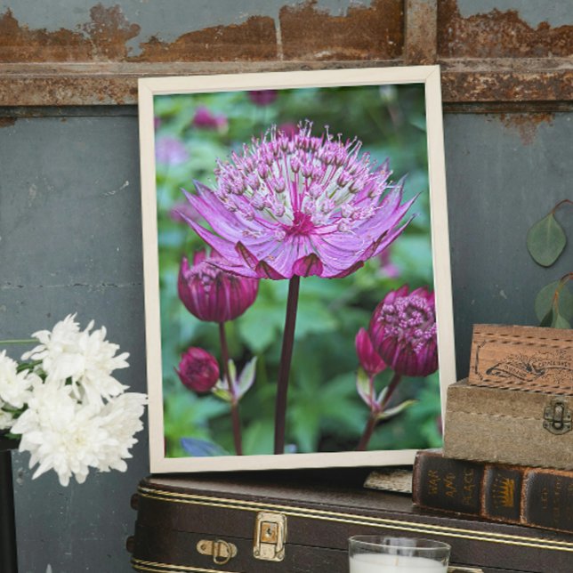 Pink Astrantia Bloom Floral Fotodruck (In Situ)