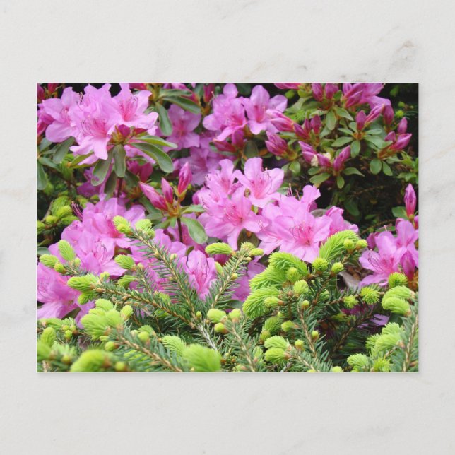PINK AZALEA 30 BLUME Pine Cards Geschenke Tasse Postkarte (Vorderseite)