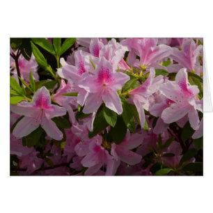 Pink Azalea Bush Frühjahr Floral