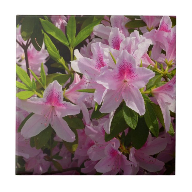 Pink Azalea Bush Frühjahr Floral Fliese (Vorderseite)