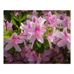 Pink Azalea Bush Frühjahr Floral Fotodruck