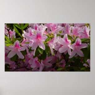 Pink Azalea Bush Frühjahr Floral Poster
