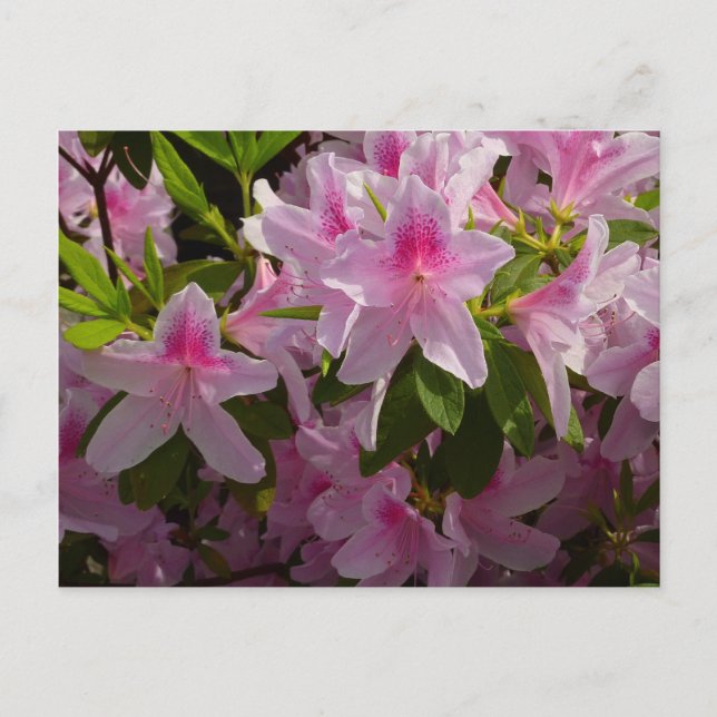 Pink Azalea Bush Frühjahr Floral Postkarte (Vorderseite)