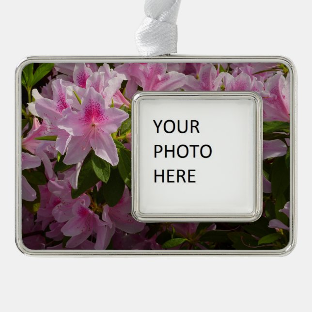 Pink Azalea Bush Frühjahr Floral Rahmen-Ornament Silber (Vorderseite)