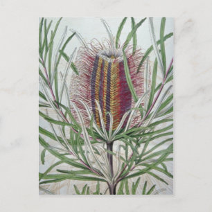Pink Banksia occidentalis Blume Postkarte