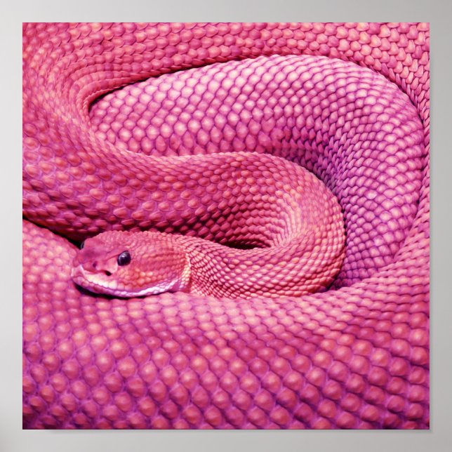 Pink Basilisk Rattlesnake Poster (Vorne)