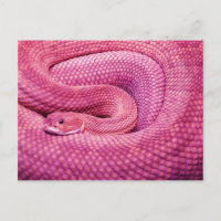 Pink Basilisk Rattlesnake