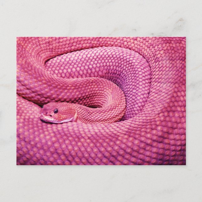 Pink Basilisk Rattlesnake Postkarte (Vorderseite)