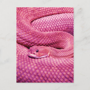 Pink Basilisk Rattlesnake Postkarte