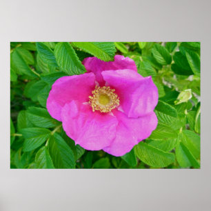 Pink Beach Rosen Poster