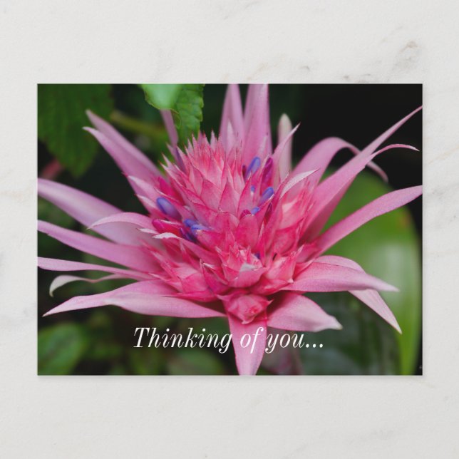 Pink Beauty Denken Sie an Ihre Postkarte (Vorderseite)