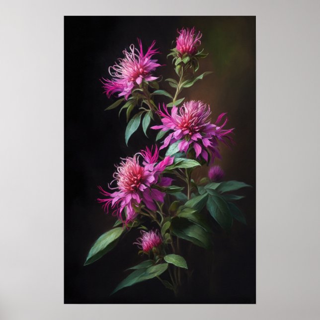Pink Bee Balm Blume Art Print Poster (Vorne)