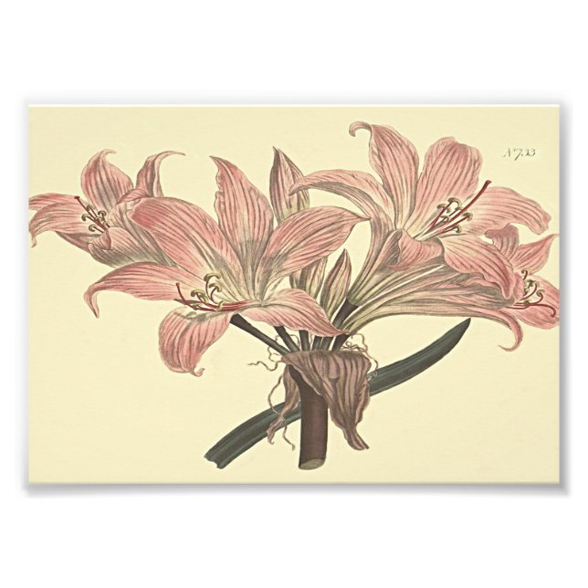 Pink Belladonna Lily Botanische Illustration Fotodruck (Vorne)